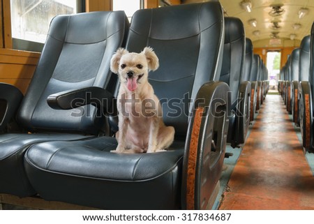 The cute Dog on the train