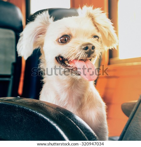 The cute Dog on the train , process in vintage style