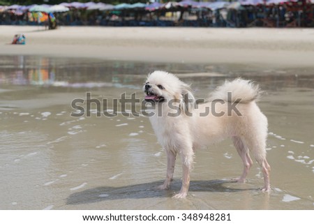 Cute dog travel happy on the beach