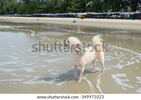 Cute dog travel happy on the beach