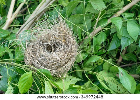 Empty bird\'s nest on the green tree