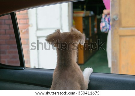 Cute dog waiting a family at car window