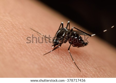 Macro of mosquito sucking blood close up on the human skin. Mosquito is carrier of Malaria, Encephalitis, Dengue and Zika virus