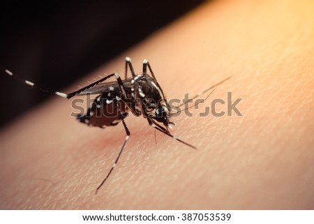 Macro of mosquito sucking blood close up on the human skin. Mosquito is carrier of Malaria, Encephalitis, Dengue and Zika virus , process in vintage style