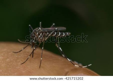 Macro of mosquito (Aedes aegypti) sucking blood close up on the human skin. Mosquito is carrier of Malaria, Encephalitis, Dengue and Zika virus