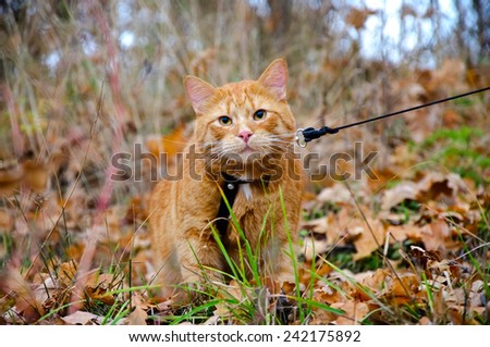 Red cat on a leash sits at the autumn grass and looking into the lens