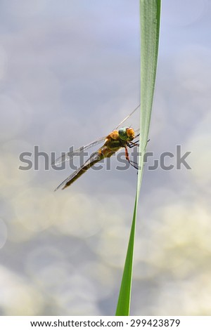 Dragonfly close up sitting on the grass above the water, a kind of Simpetrum flaveolum. Focus on the head.