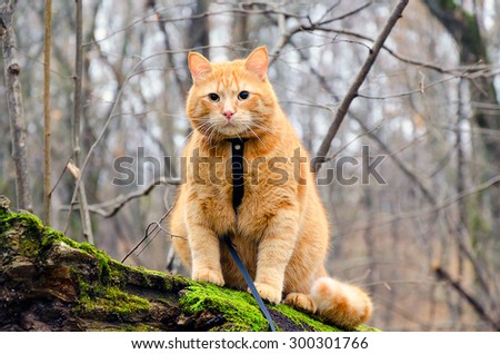 Red cat on a leash sitting on a felled tree in the autumn forest
