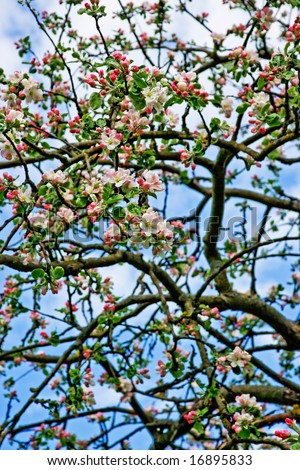 Blooming apple tree branches on bright blue skys. Image can be used as a wallpaper or background.