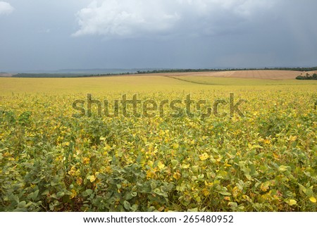 Soy fields in autumn
