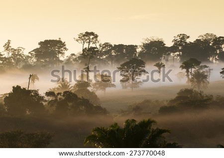 Amazon Rain Forest - State of Acre, Brazil