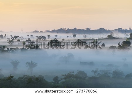 Amazon Rain Forest - State of Acre, Brazil