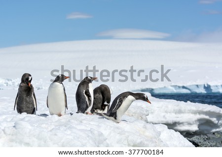 Group of Gentoo Penguin (Pygoscelis papua) - Greenwich Island in the South Shetland Islands - Antarctic