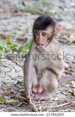 The Little monkey  (Long-tailed macaque, Crab-eating macaque) is so shy camera