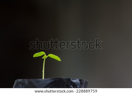 Sprout papaya with small storm ( warm light ) . Concept this image \