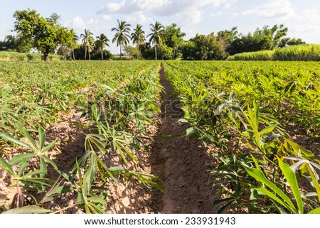 Cassava is cultivate orderly straight line for to the boost productivity.