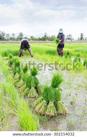 Farmer harvest  rice sprouts to start planting rice  in rainy season agriculture.
