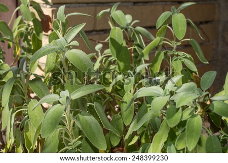 A sage plant in garden very aromatic