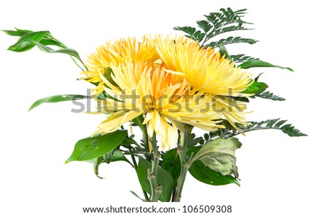 Bouquet of yellow chrysanthemums isolated on white
