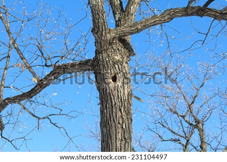 A tree hole. Oak wood