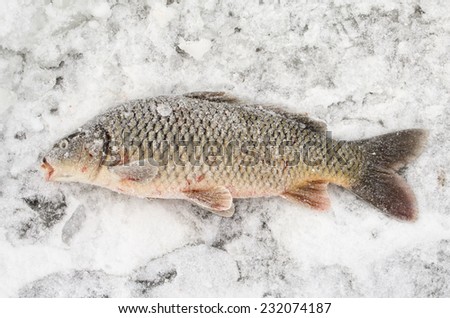 Ice fishing in Russia on Amur river. A big carp. Locally called ?????. ??????????. ?????? ??????? ?? ?????