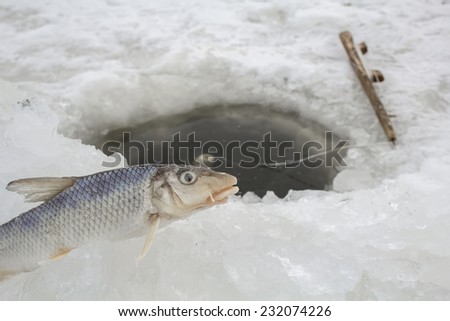 Ice fishing in Russia on Amur river.