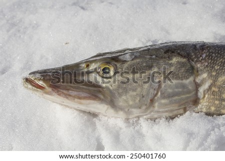 pike fish on snow with a big fish eye after it was fished on ice in russia