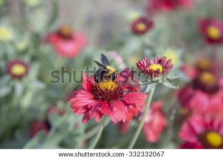A bee pollinating flowers on a sunny day. Cool color image with the bee in focus and blurry flowers on the background.