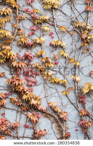 Yellow and red ivy leaf on the wall in China