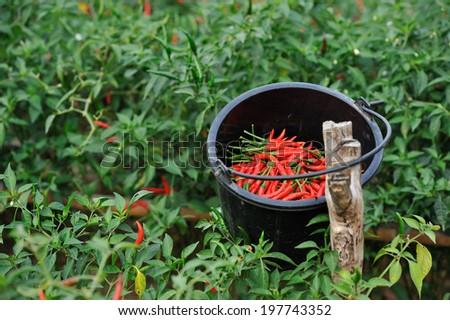 Chili farm with a bucket of fresh cropped chilies in Thailand