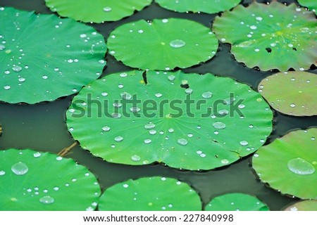 Water droplets on lotus leaves