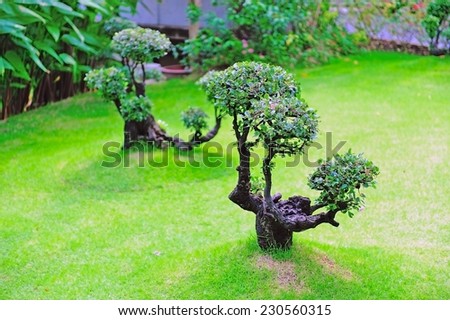 Trimmed Streblus asper, aka Siamese rough bush or Toothbrush tree- gardening decoration