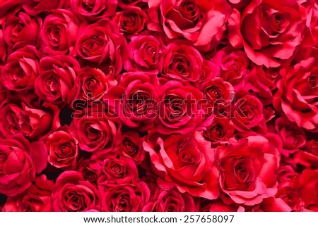 Beautiful red roses background blur