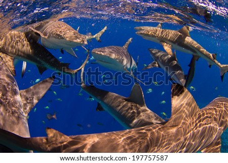 A school of black tip and grey reef sharks at the surface in very clear water, Yap, Micronesia. Sharks and scuba divers mingle in the Philippine Sea of the East Coast of Yap Island in close proximity.
