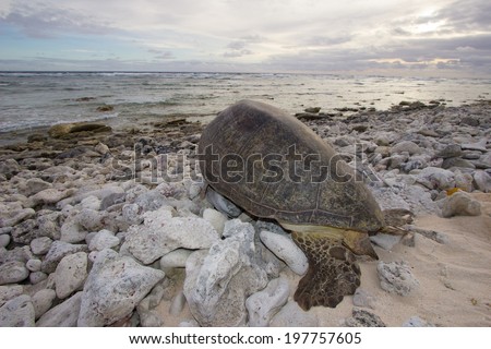 Nesting green sea turtle makes its way back to the ocean after laying its eggs on an outer island of Ulithi Atoll, Yap State, Micronesia, the world\'s largest green sea turtle nesting sight, May of 14.