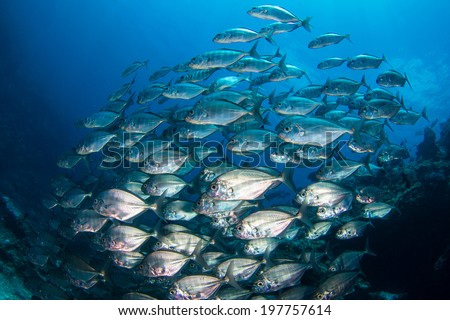 A large school of big eye jack fish in M\'il Channel, Yap, Micronesia. Scuba divers and photographers travel to Yap for the tropical paradise beauty and natural wonder in the sea with sharks and manta.