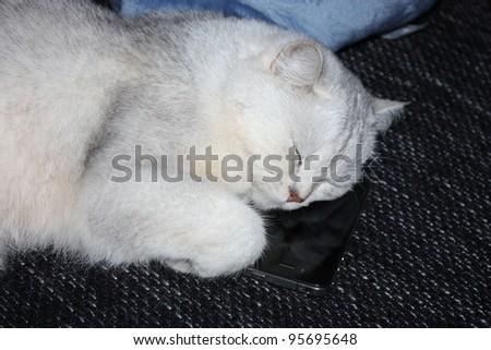 cat resting on a mobile phone