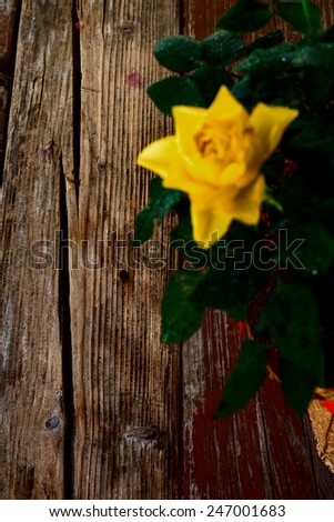Rose flower in a pot on old wooden background. Focus on wood board.