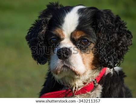 Portrait of a female tricolor Cavalier King Charles Spaniel, local park, Liverpool, UK