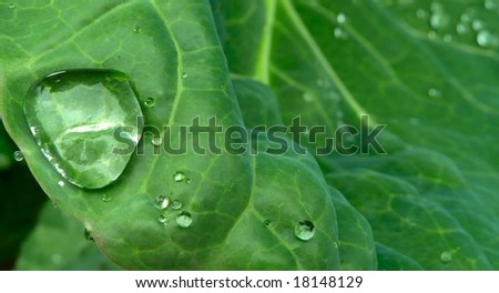 Conservation concept image - water droplet on green leaf.