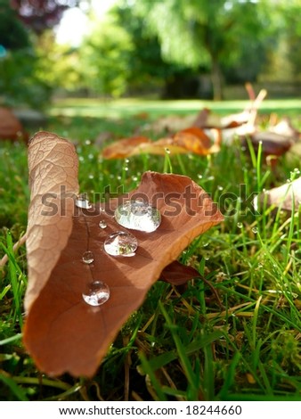 Fallen autumn leaves and dew drops in grass