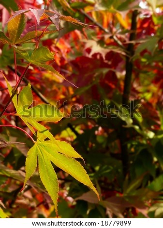 Autumn background of red and green Japanese Maple Tree leaves.