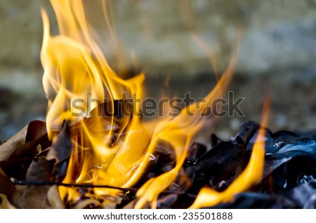 Fire burning dry leaf