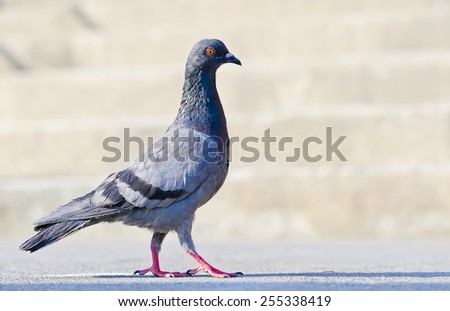 Pigeon bird walking on the floor.