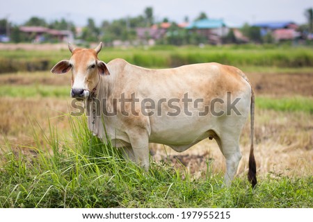 Cow with green grass in rural of thailand