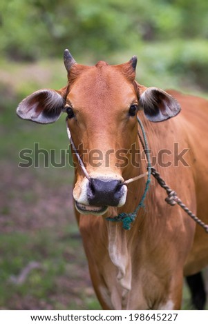 Thai cow standing alone in the field