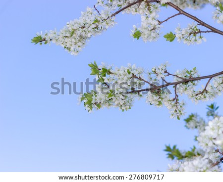 Spring blossoming buds on blue sky background, flowers and white blur behind