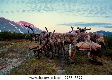 Reindeer grazing in Ural landscape. Ural mountains