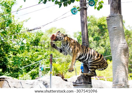 Indochinese tiger feeding
