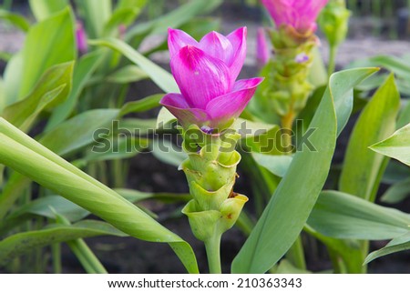 Pink Siam tulip in Thailand